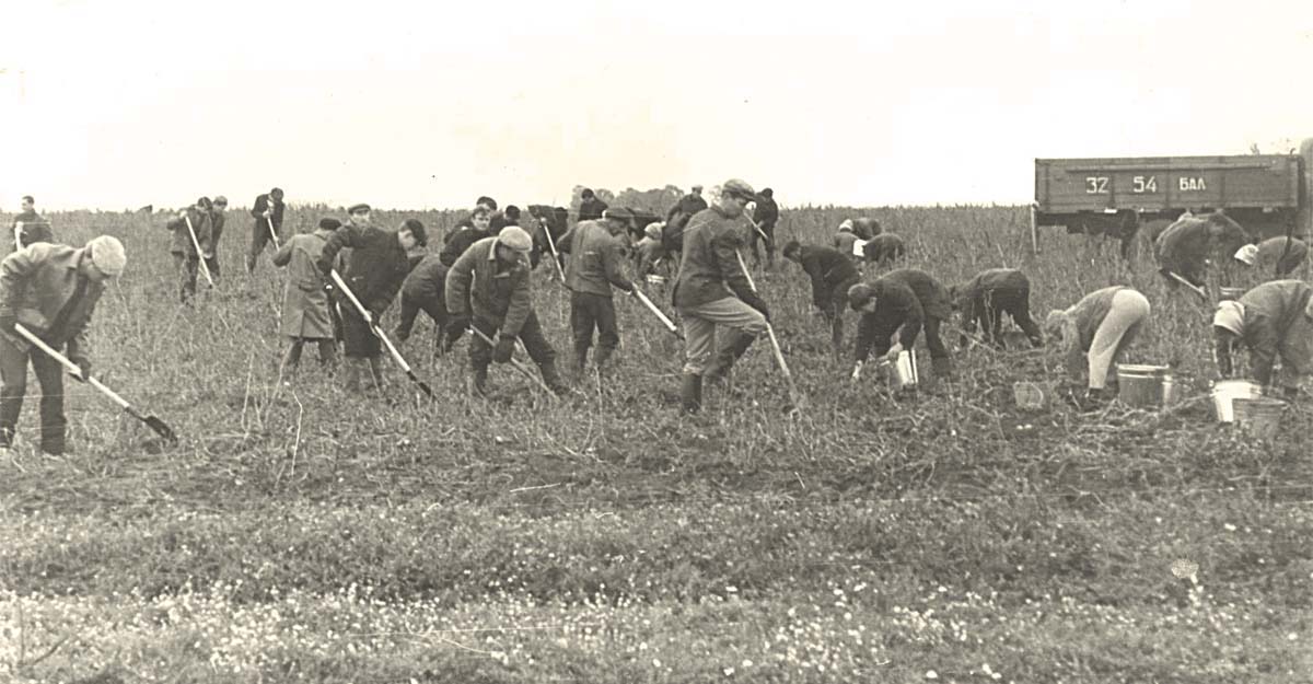 Нефтекамск. Работники Нефтекамского монтажно-наладочного управления на картошке, 1978 год