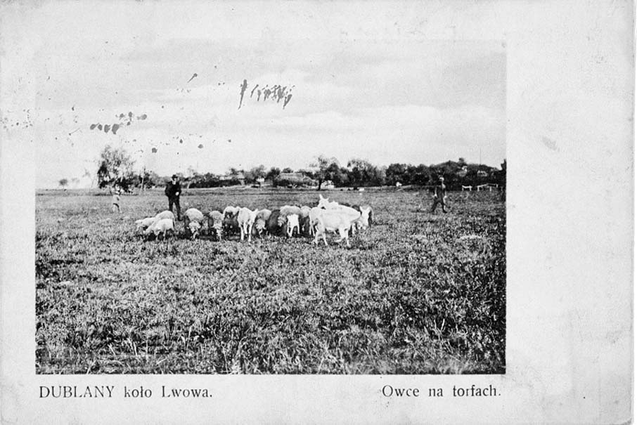 Dubliany. Sheep in the pasture